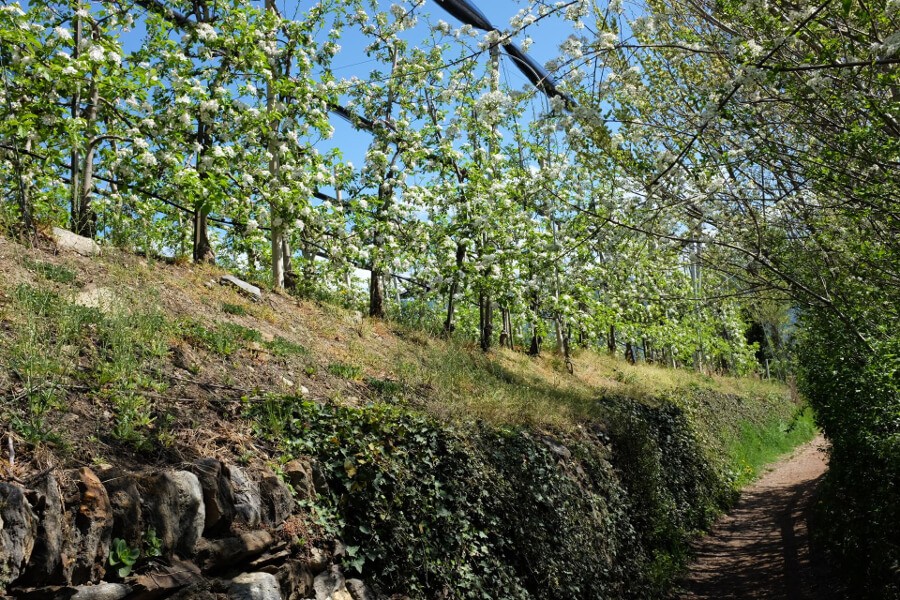 Wanderung durch Apfelwiesen