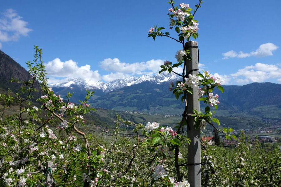 Blick auf Dorf Tirol, Schenna und Meran im Frühling mit verschneiten Bergen im Hintergrund