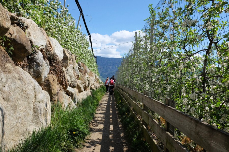 Durch die Apfelblüte im Frühling