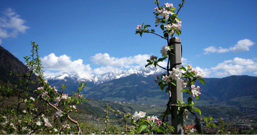 Algunder Waalweg im Frühling