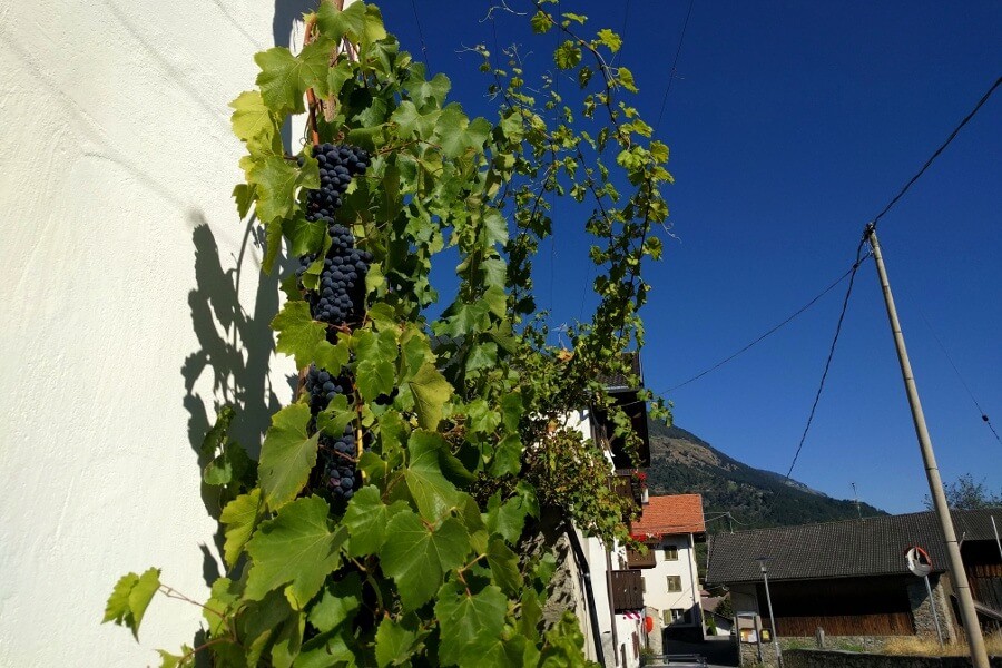 Weinrebe an einer Hauswand in Kortsch