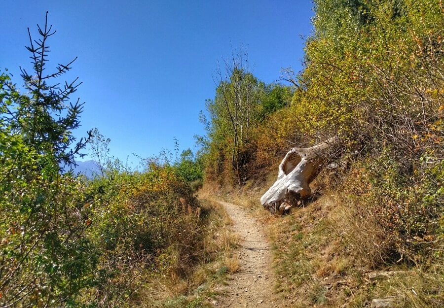 Typische Steppenvegetation am trockenen Vinschgauer Sonnenberg