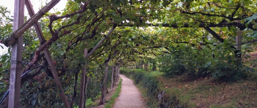 Unter den Weinreben geht es weiter Richtung Wasserfall